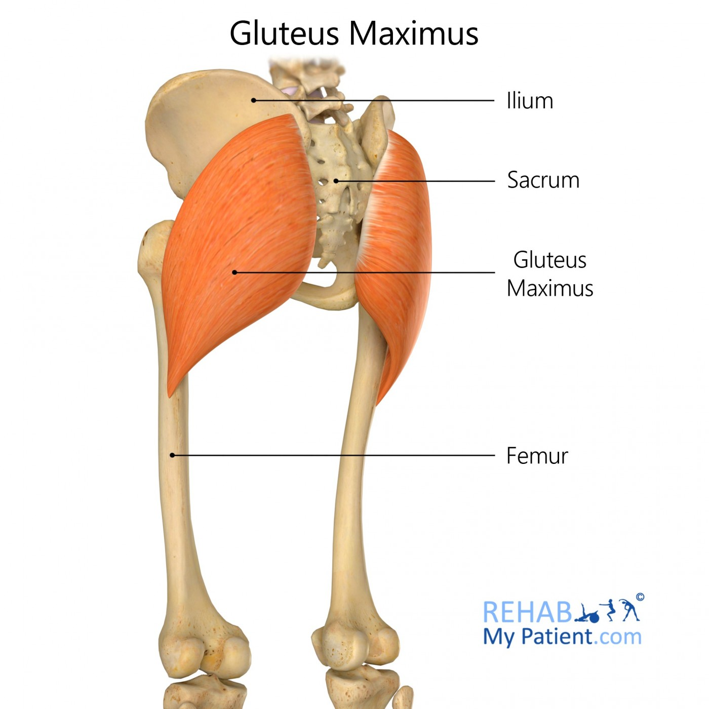 <p>Origin: dorsal <strong>ilium</strong>, sacrum and coccyx</p><p>insertion: <strong>femur </strong>tuberosity</p><p>action: complex, powerful thigh extensor (most effective when climbing stairs)</p>