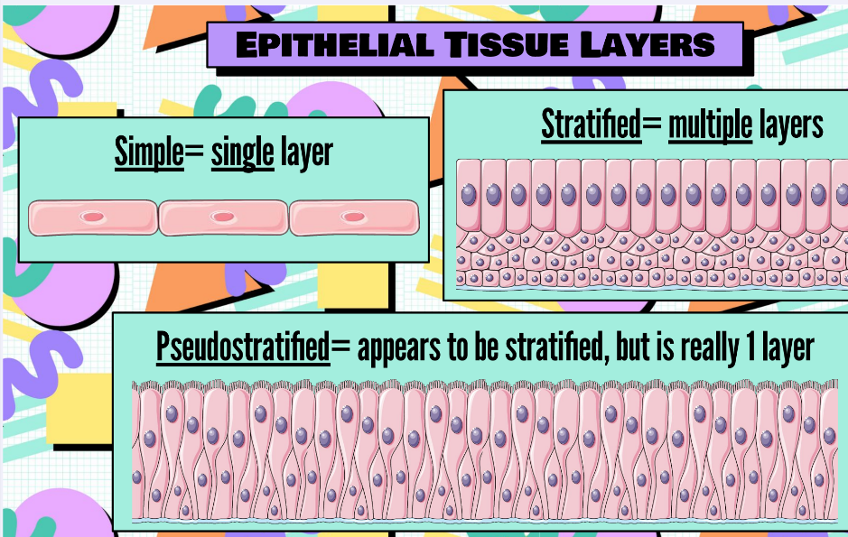 <p>Epithelial tissue layers</p>