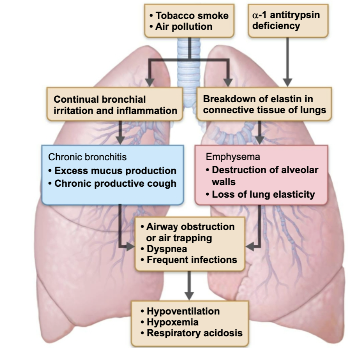 <p><strong>Chronic Obstructive Pulmonary Diseases </strong></p><ul><li><p><strong>Emphysema</strong>&nbsp;</p><ul><li><p>Permanently enlarged alveoli and deterioration of alveolar walls&nbsp;&nbsp;</p></li></ul></li><li><p><strong>Chronic bronchitis</strong></p><ul><li><p>Results in excessive mucus production, inflammation and fibrosis of the lover respiratory mucosa&nbsp;</p></li></ul></li></ul><p></p>