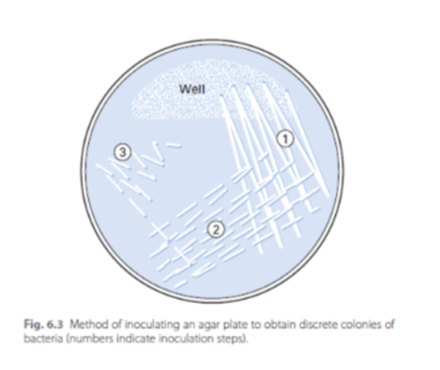 <p>reproduce to form a separate colony (visible growth or cluster of microorganisms)</p>