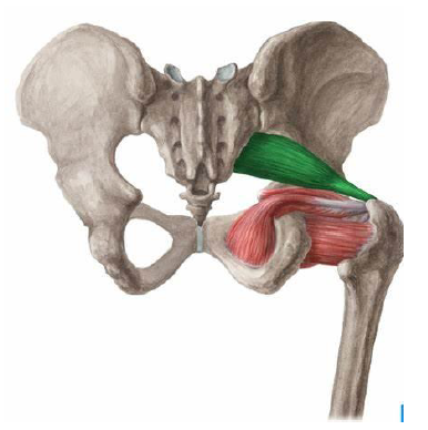 <p>piriformis</p>