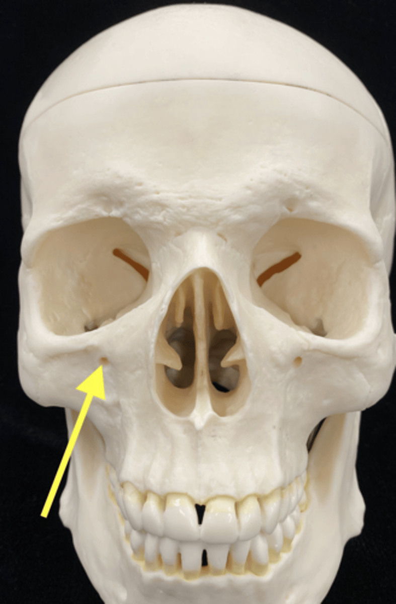 <p>name bone + feature</p>