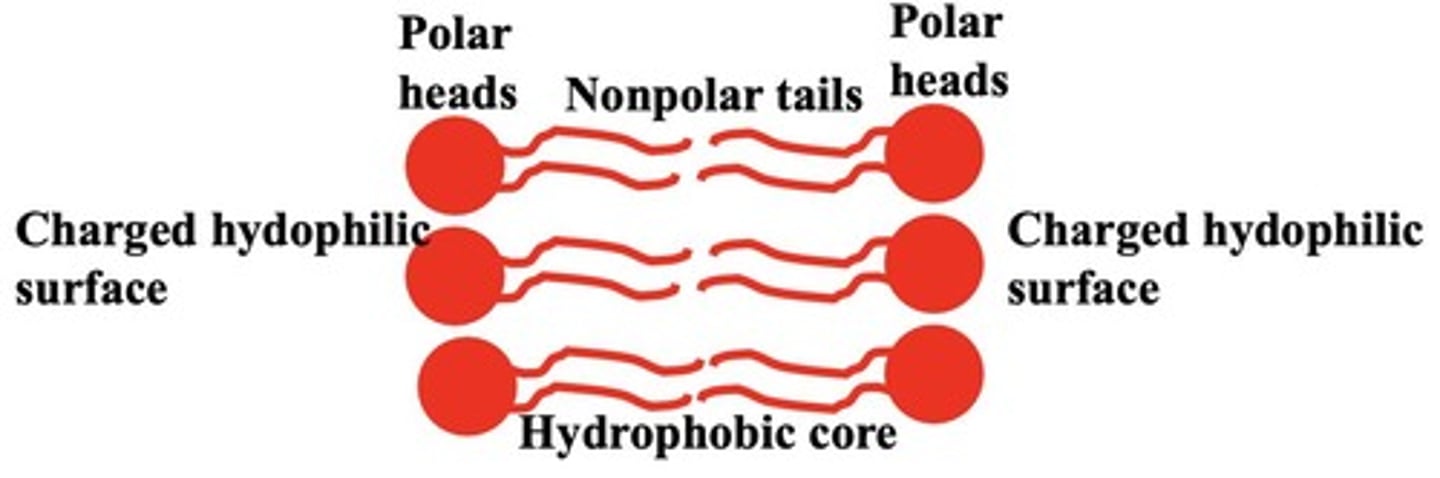 <p>Two parallel layers of phospholipids.</p>