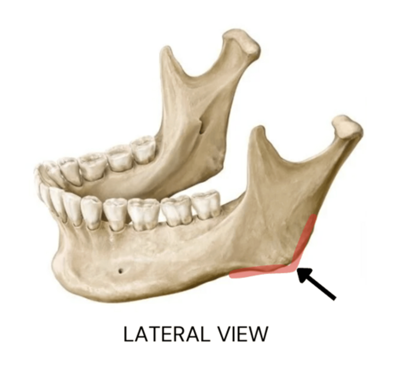 knowt flashcard image