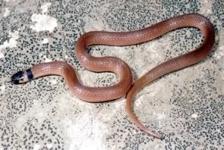 <p>20.3-30.5cm</p><p><strong>Black or dark brown head and "collar" distinct from rest of dorsum</strong></p><p><strong>White or light-colored stripe between head and "collar"</strong></p><p><strong>Tan or reddish-brown dorsum</strong></p><p>Ventral surface white or yellow</p>