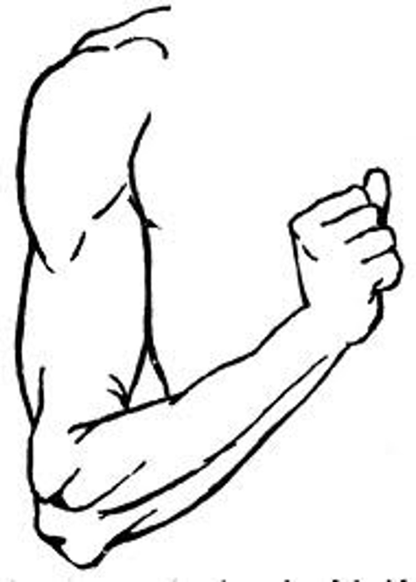 <p>arms</p>