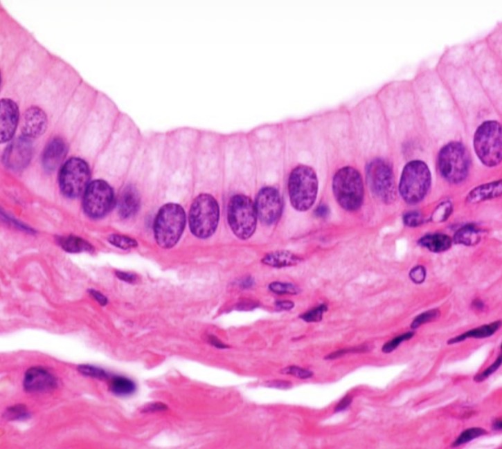 <p>Células epiteliales cilíndricas estómago mucosa </p>