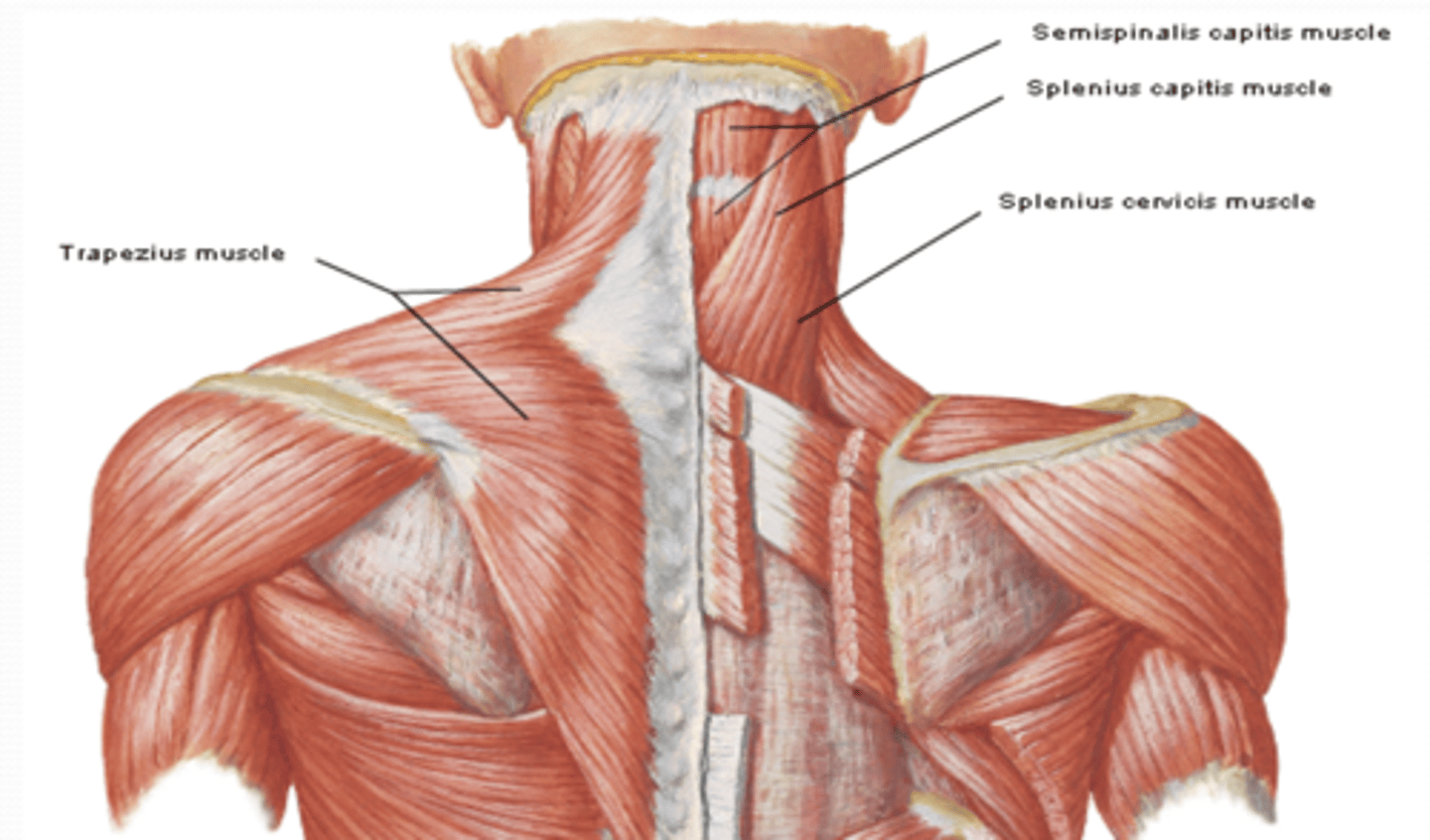 <p>What are the posterior cervical muscles (superficial to deep)? (4)</p>