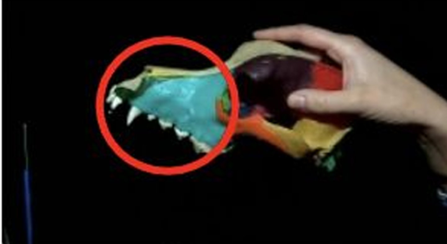 <p>top jawbone stuff</p>