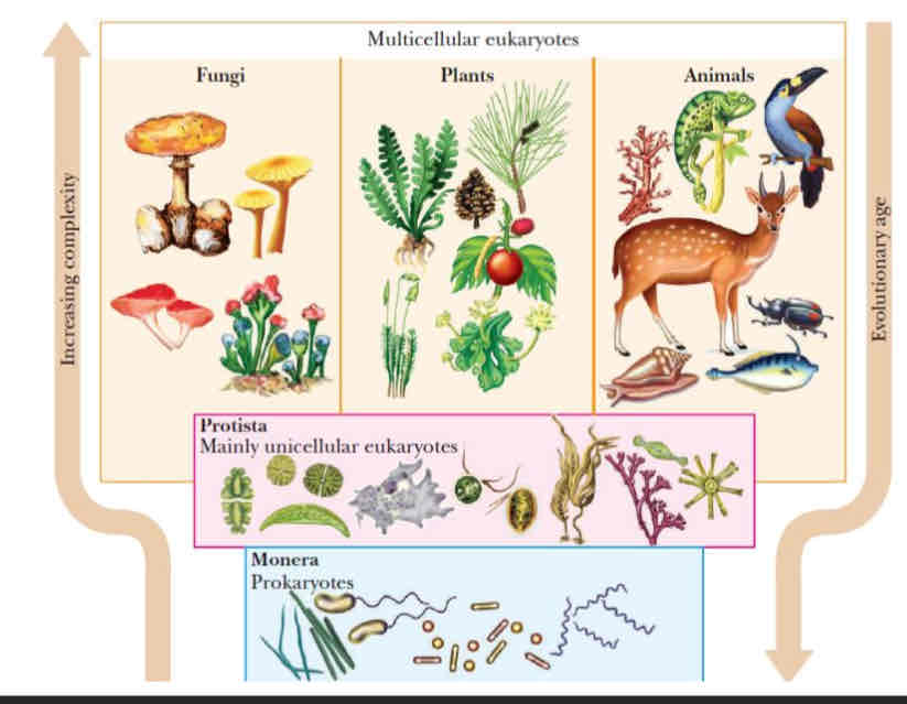 <ul><li><p>Proposed by Robert Whittaker in 1969</p></li><li><p><span style="color: blue">So you have the groups arranged from the lower portion of the kingdom system, papunta sa taas, yung nasa bottom are the Prokaryotic cells or organisims, bacteria, algae. Higher than them are the Unicellular Eukaryotes like protista and protozoans.</span></p></li><li><p><span style="color: blue">Difference of a Unicellular organism, and Multicellular organism, Unicellular is one cell is equivalent to one unit of life, Multicellular, multiple cells is equals to one unit of life, or multiple cells are needed to support life.</span></p></li><li><p><span style="color: blue">Upper level, kingdom of fungi, plants, and animals.</span></p></li><li><p><span style="color: blue">We have 2 parameters, Evolutionary age and complexity.</span></p></li><li><p><span style="color: blue">Based on this diagram we can therfore conclude that evolutionary age is billions of years ago upto the year 0 (is present), as the evolutionary age decreases the complexity of organisms increases. Tingnan niyo, sino ang unang nag appear billions of years ago? Bacteria, the prokaryotic cells, then their placed at the bottom of the 5 kingdom system as the evolutionary age decreases the complexity also increases, they become more complex through their cellular component. </span></p></li></ul>