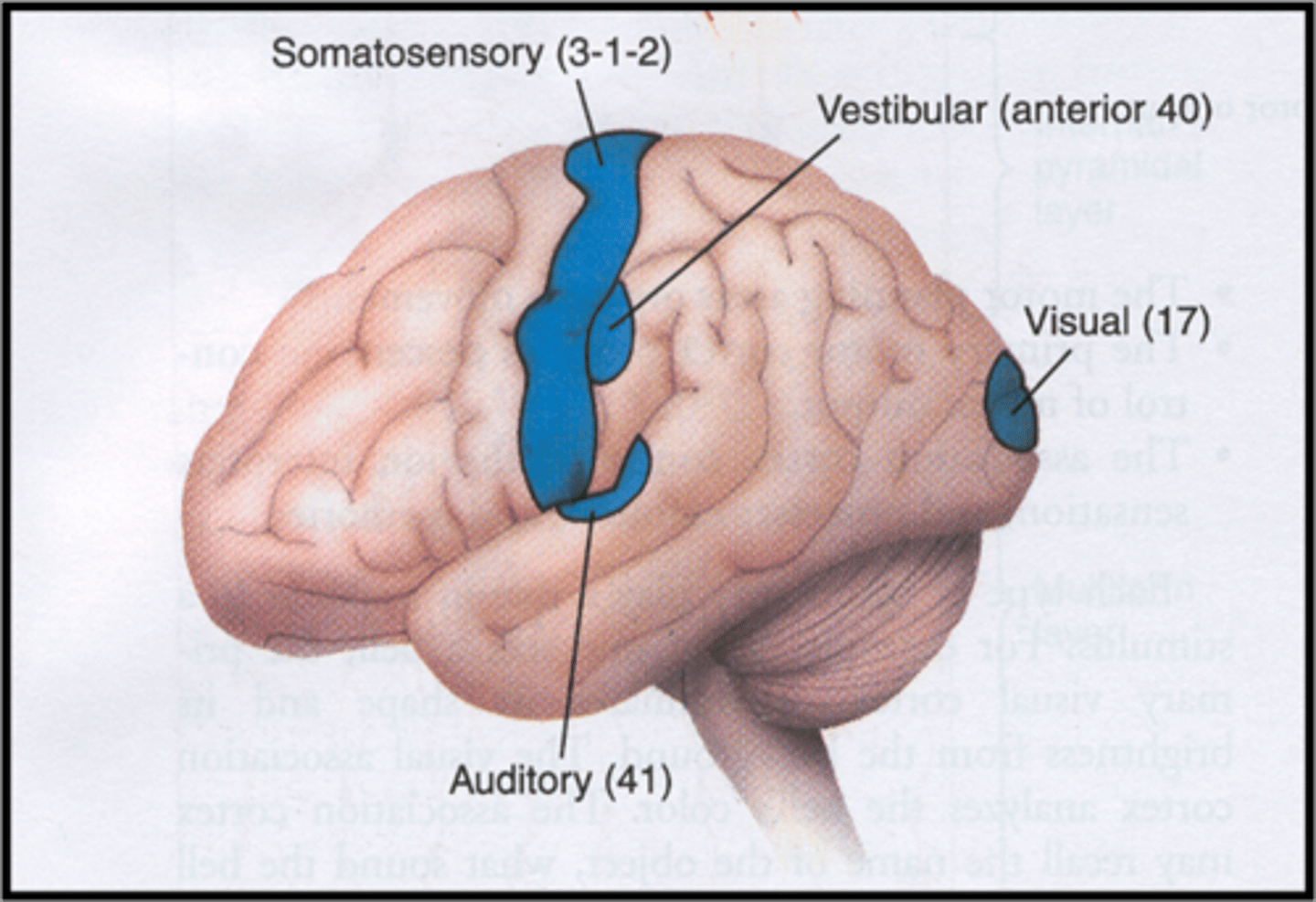 <p>change in awareness of head position and movement and perception of vertical (= lateropulsion)</p>