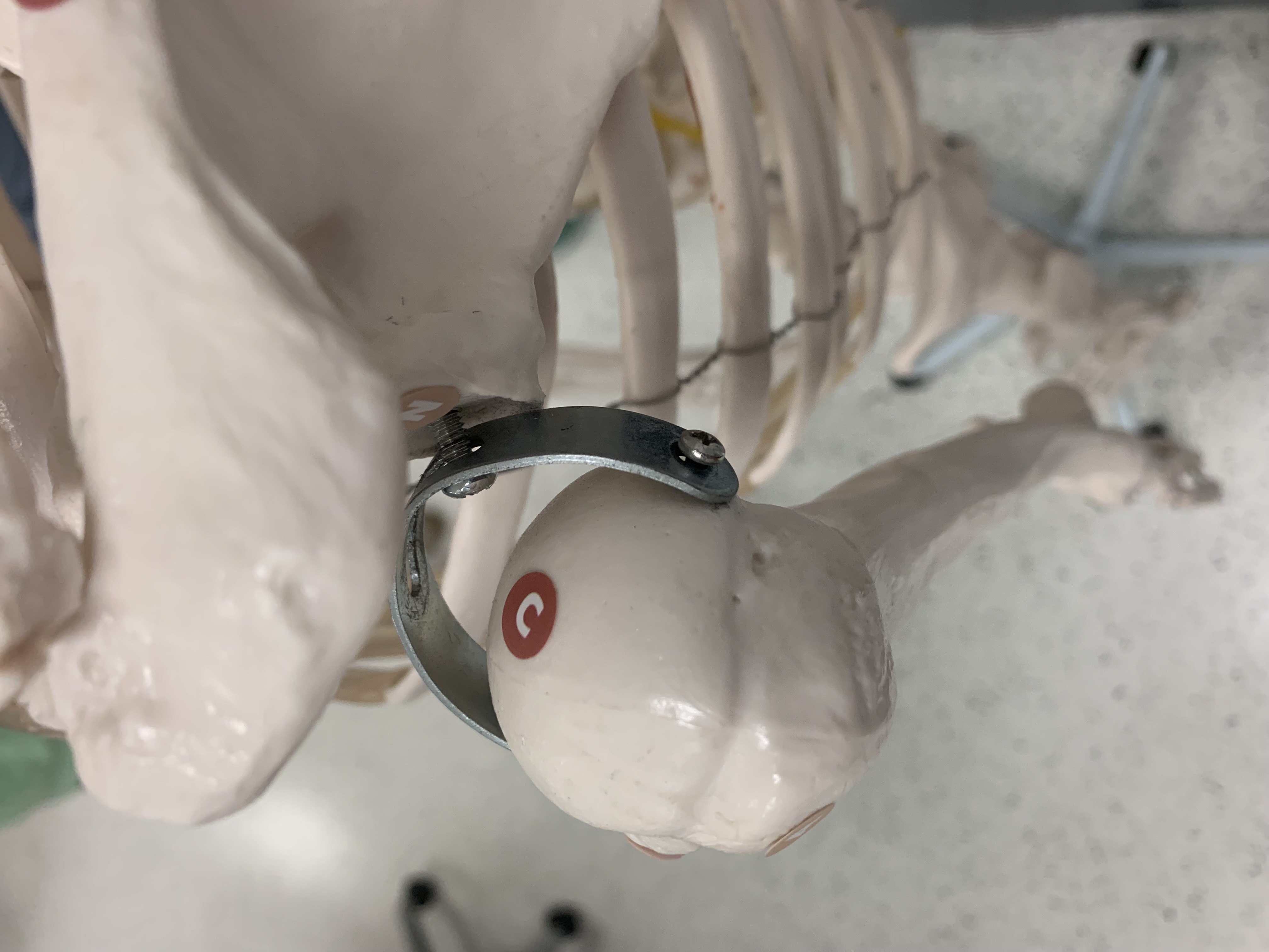 <p>Head of Humerus</p>