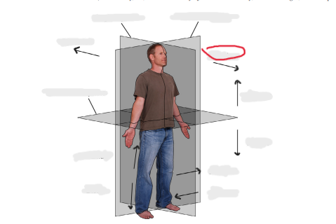 <p>toward front of body (called ventral for quadrupeds)</p>