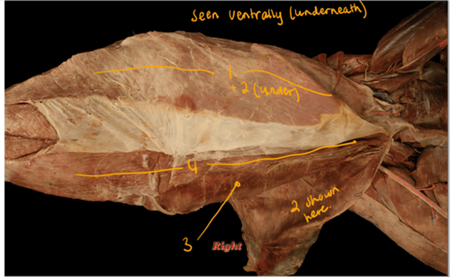 <p>what are the muscles of abdomen? picture of dog on the underside of abdomen.</p>