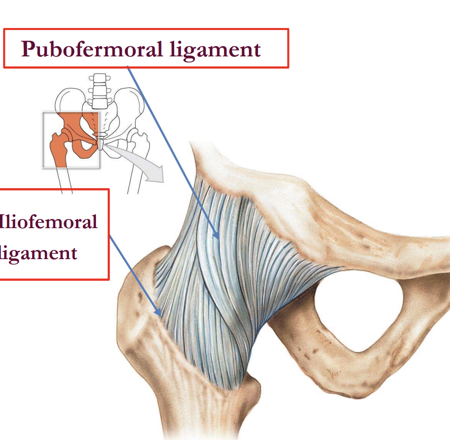 <p>C) Pubofemoral </p>