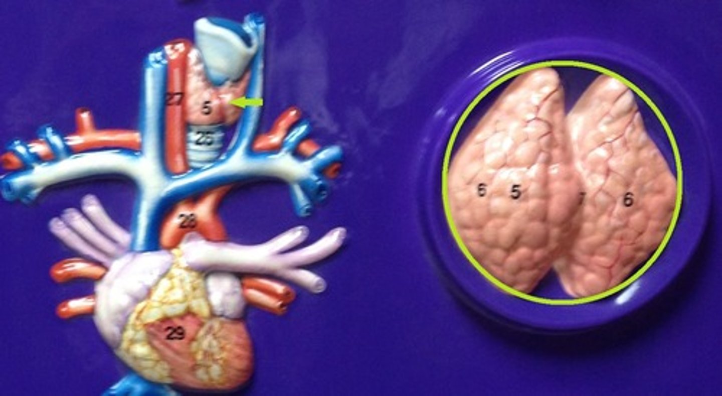 <p>Identify the gland.</p>