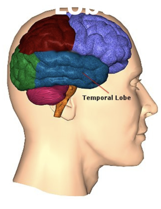 What is the process of the Temporal Lobe?