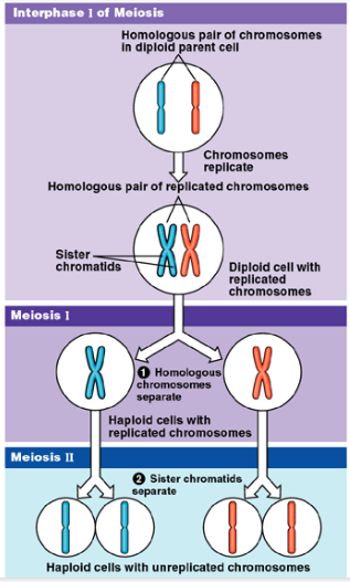 <ol><li><p>Cells start off with two sets of chromosomes</p><ol><li><p>Diploid: cells that have two sets of chromosomes</p></li></ol></li><li><p>DNA replicated; creates two sister chromatids</p></li><li><p>Meiosis I: Homologous chromosomes separated and each goes into daughter</p></li><li><p>Each cell has 1 set of chromosomes</p><ol><li><p>Haploid</p></li></ol></li><li><p>Meiosis II: sister chromatids are pulled apart and each goes into daughter</p><ol><li><p>Cells are STILL haploid!!</p></li></ol></li></ol>