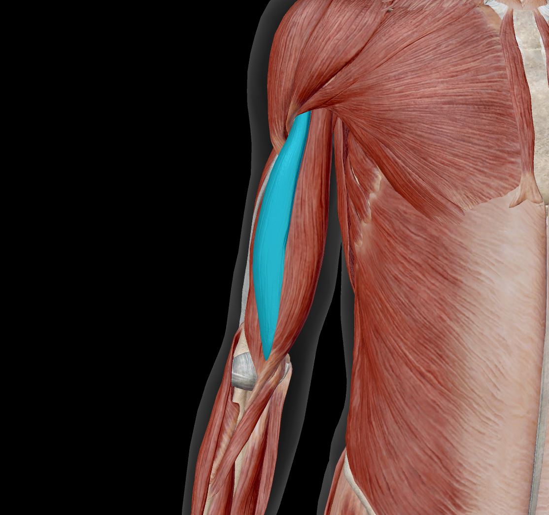 <p>Label the muscle</p>