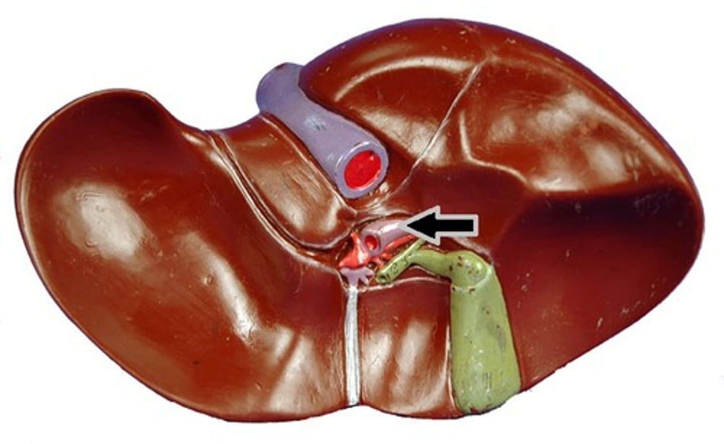 <p>Hepatic portal vein has a larger lumen</p>