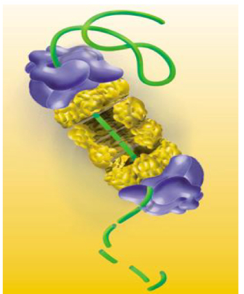 <p>Takes place due to macromolecules complex called Proteasome Which hydralyzes proteins in cytosol</p><p>Complex (26S) formed by:</p><p><span data-name="black_small_square" data-type="emoji">▪</span> core particle (20S)</p><p><span data-name="black_small_square" data-type="emoji">▪</span> two regulatory particles (19S) in the ends.</p><p></p><p>Degrade: Damaged or oxidised proteins, short-lived proteins</p>