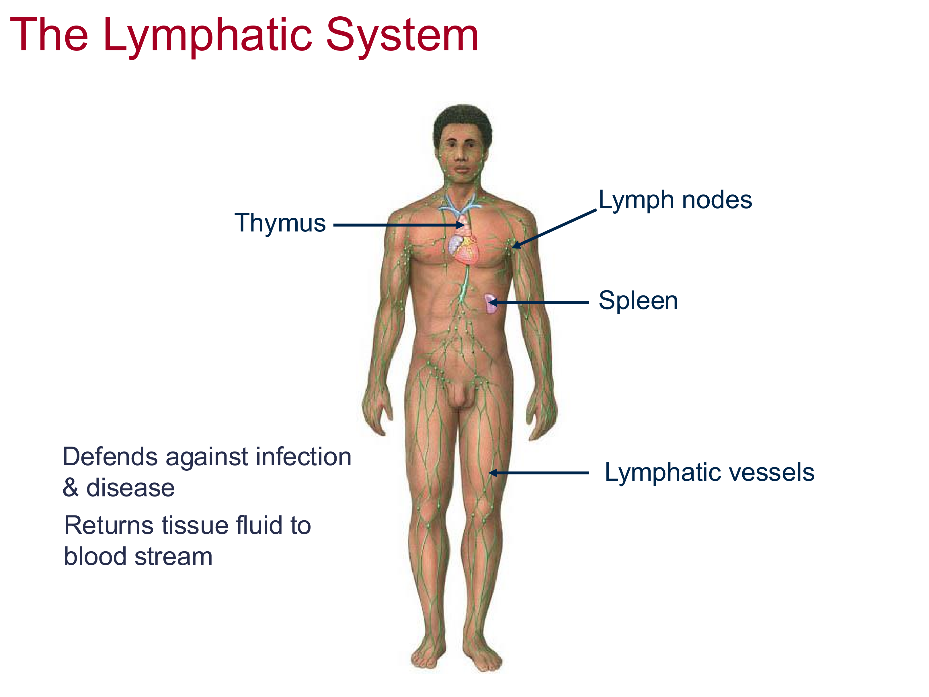 <p>thymus, spleen, lymph nodes, vessels</p>