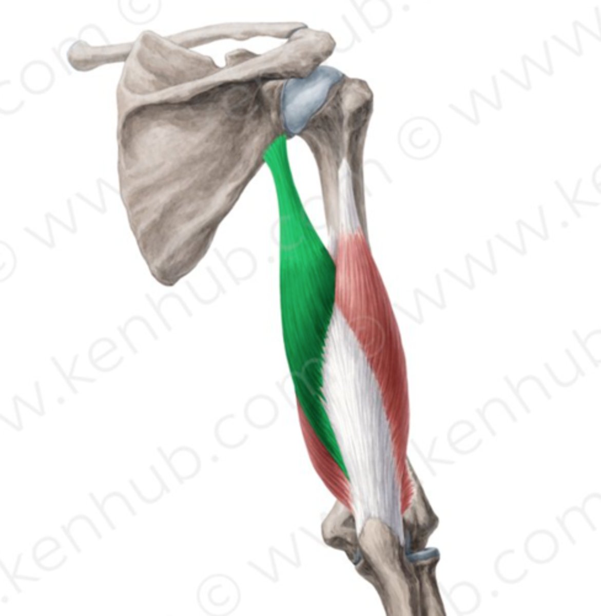 <p>Origin: Scapula </p><p>Insertion: Olecranon process of ulna </p><p>Action: Shoulder extension, shoulder adduction, elbow extension </p>