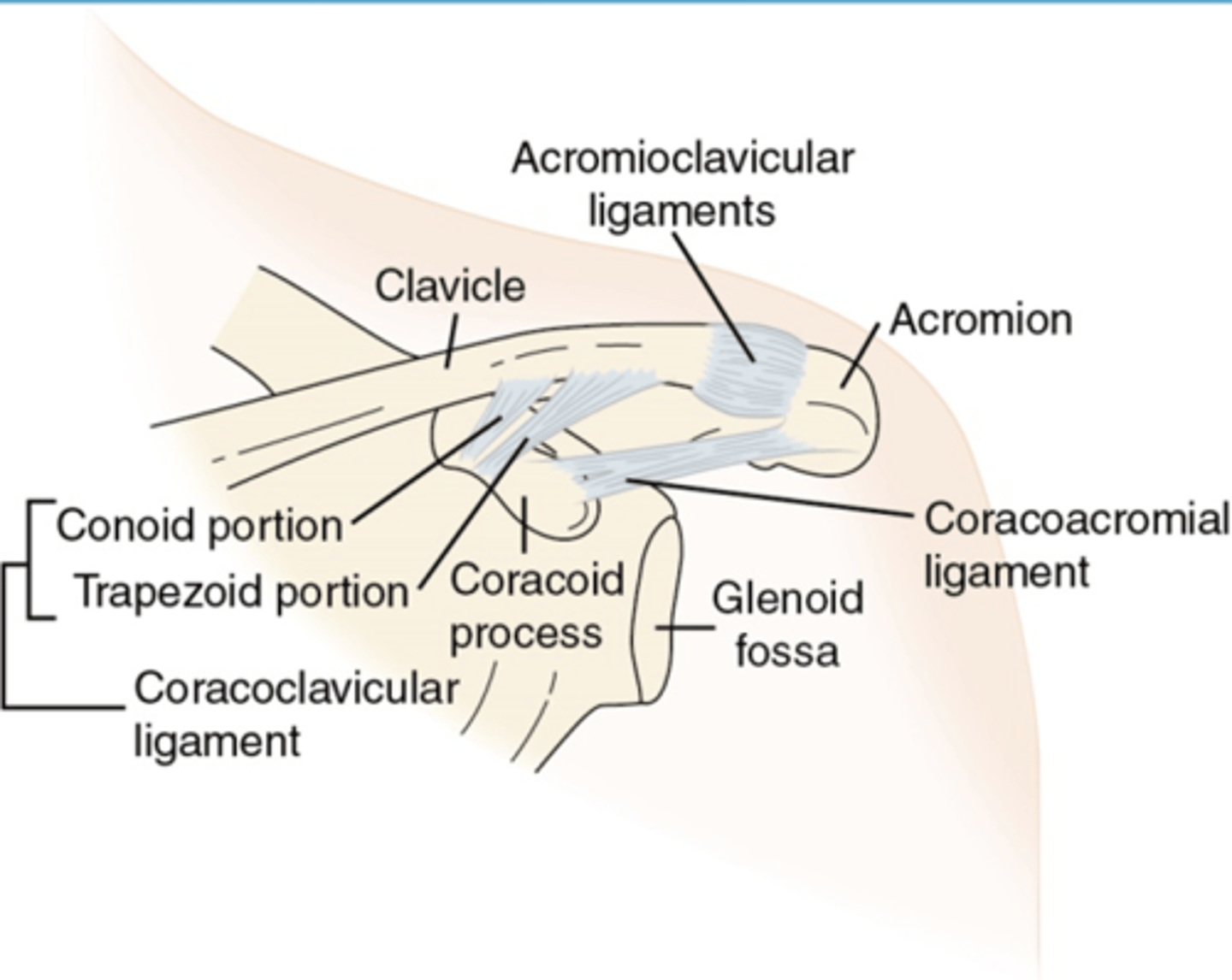 <p>acromioclavicular ligament (superior and inferior), coracoclavicular ligament, coracoacromial ligamnet</p>