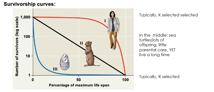 <p>R selected species are typically represented by a Type III survivorship curve, which shows high mortality rates early in life but increased survival for those that reach maturity. </p><p>K selected species are generally represented by a Type I survivorship curve, indicating lower mortality rates early in life and high survival into later years. </p>