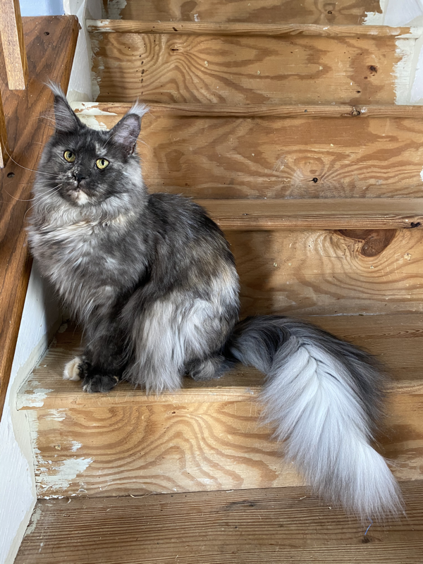 knowt flashcard image