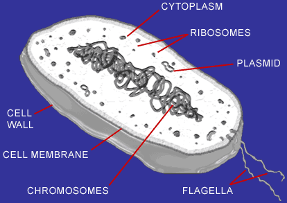 <p>The cell pictured above is characteristic of?</p>