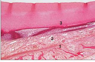<p>name of histologic slide:</p><p>Specie:</p><p>Parts</p><p>1.__ 2.__ 3.__ </p><p>Stain used:</p>