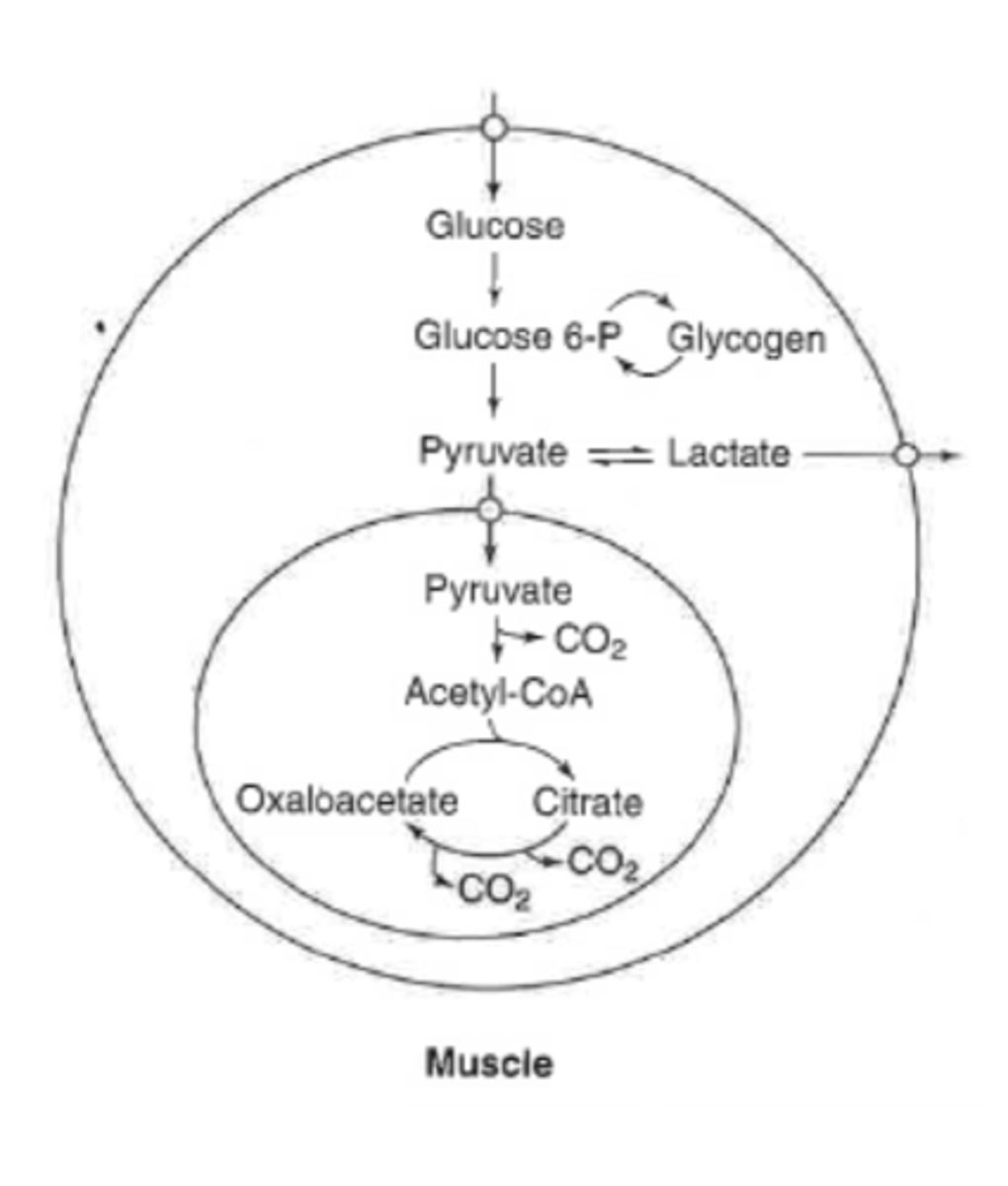 <p>can completely of incompletely oxidize glucose</p><p>-anaerobic in times of high demand exercise (faster)</p><p>can store glucose as glycogen</p><p>-one of primary stores of glycogen</p><p>can also do PPP but does not do a lot</p>