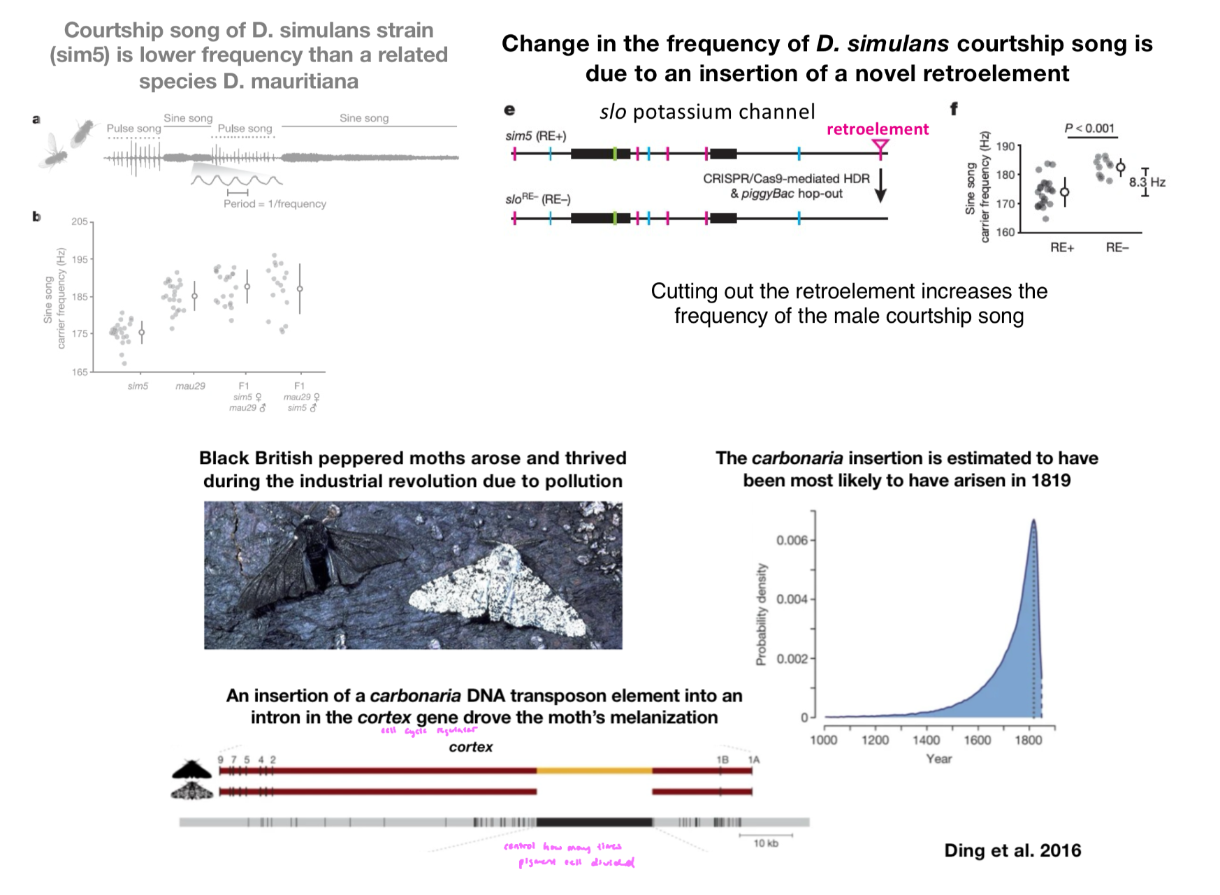 <ul><li><p>new transposons insertions help to drive variation and the evolution of adaptive traits</p></li></ul><p></p>