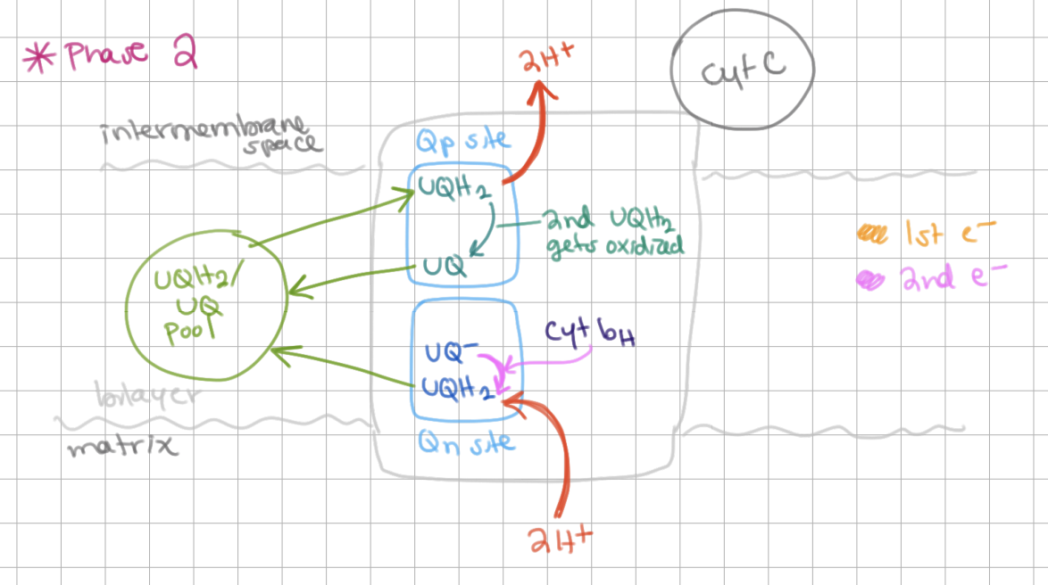 <p>Q Cycle Phase II</p><ol><li><p>A second QH<sub>2</sub> binds to Q<sub>p</sub> site and gets reduced to Q → releases 2H+</p></li><li><p>At Q<sub>n</sub> site, <u>Q-</u> is able to reduce to <u>QH<sub>2</sub></u> (requires <u>2</u>H+) → <u>QH<sub>2</sub></u> is released into <u>lipid bilayer</u>.</p></li></ol><p></p>