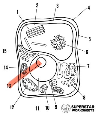 <p>What’s the highlighted area called</p>
