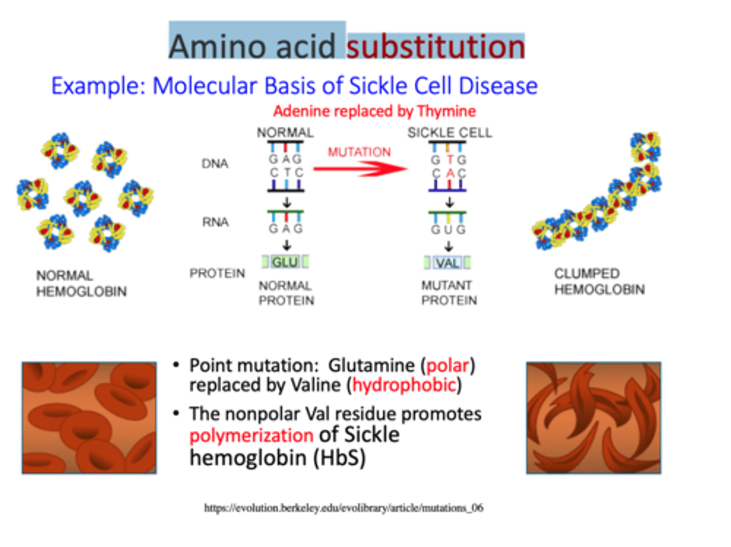 <p>A mutation that results in replacement of the correct amino acid with an incorrect amino acid</p>