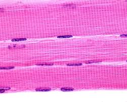 <p>Skeletal Tissue</p>