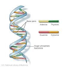 <ul><li><p>Double Stranded HELIX (think of a twisted ladder)</p></li><li><p>Each section of the helix is made up of NUCLEOTIDES which are:</p></li><li><p>Deoxyribose (a monosaccharide sugar)</p></li><li><p>Phosphate</p></li><li><p>Nitrogenous base</p></li><li><p>Purine bases: Adenine, Guanine (double ring)</p></li><li><p>Pyrimadine: Thymine, Cystosine (single ring)</p></li><li><p>Twisted ladder shape: rungs on the ladder are bases, uprights of the ladder are sugar chains (deoxyribose) and phosphates</p></li><li><p>Complimentary base pairings: Adenine with thymine, and Guanine with cytosine. Held by hydrogen bonds.</p></li></ul>