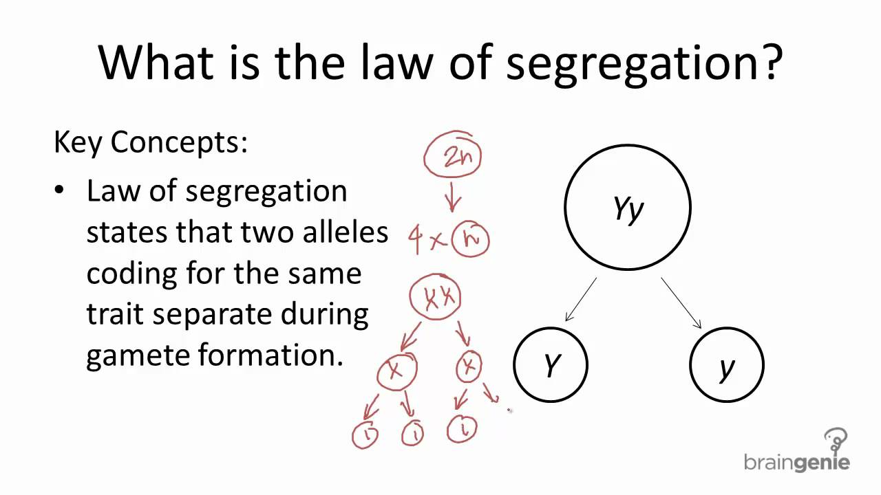 <p><span style="font-family: __bwModellica_c589ae, __bwModellica_Fallback_c589ae">when separate the two alleles if they have a dom. &amp; rec. than they will end up in different gametes.</span></p>