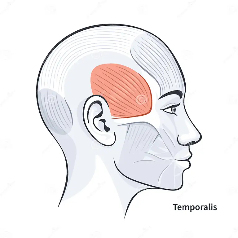 <p><span>Elevates and retracts mandible.</span></p>