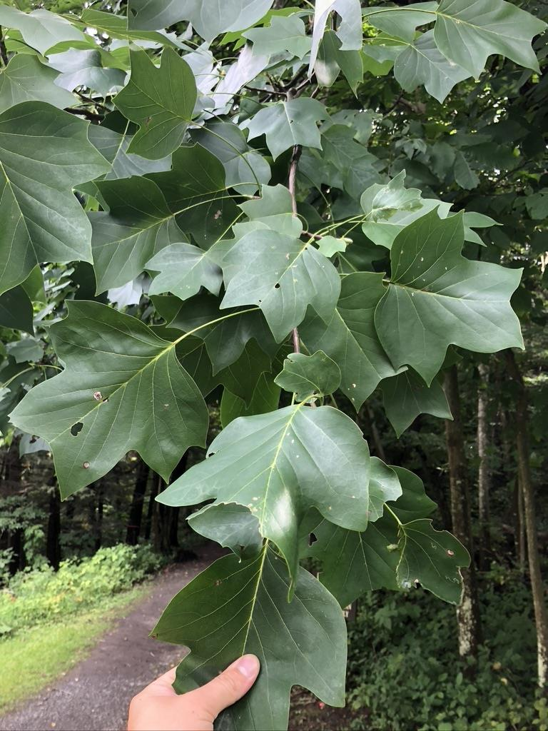 <p><em>Liriodendron tulipifera</em></p>