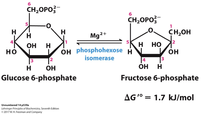 <p>involves the enzyme phosphoglucose isomerase, which rearranges the molecular structure of glucose-6-phosphate into fructose-6-phosphate. </p><p>—&gt; This is an essential step in glycolysis that facilitates further conversion into fructose-1,6-bisphosphate. </p>