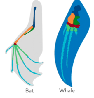 <p>Are the wings of a bat and whale fins an example of convergent or divergent evolution?</p>