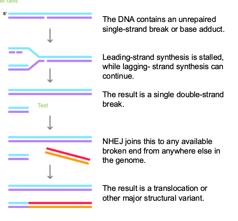 <p>-Replication fork encounters single strand break / dna lesion</p><p>-Must repair the break to PREVENT loss of genetic information</p><p>-Replication fork <strong>stalled </strong>by single strand break - leading STRAND IS STALLED</p><p>-Lagging strand continues - FORMS single D<strong>OUBLE STRAND BREAK - when replication fork collapses</strong></p><p><strong>-NHEJ </strong>of a double stranded broken end fused to the single DOUBLE strand break</p><p></p><p><strong>NHEJ - is ERROR PRONE</strong></p><ul><li><p>can join to the wrong chromosome - chromosomal translocation</p></li><li><p>joined in the wrong orientation - inversions of genetic data</p></li><li><p>insertions/ deletions at the repair site</p></li></ul><p></p><p>insertion,deletion,translocation,inversion (wrong orientation)</p><p>translocation - Burkitt’s Lymphoma </p>