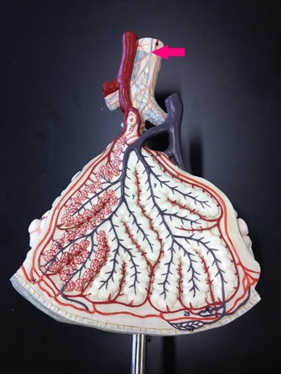 <p>Identify the passageway.</p>