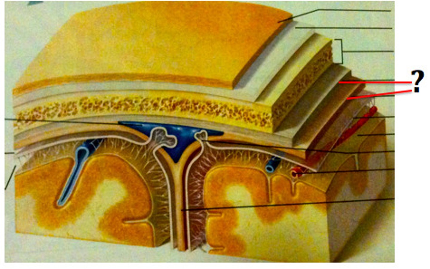 <p>-Outer periosteal</p><p>-Inner meningeal</p><p>-Folds inward to extend between parts of the brain</p>
