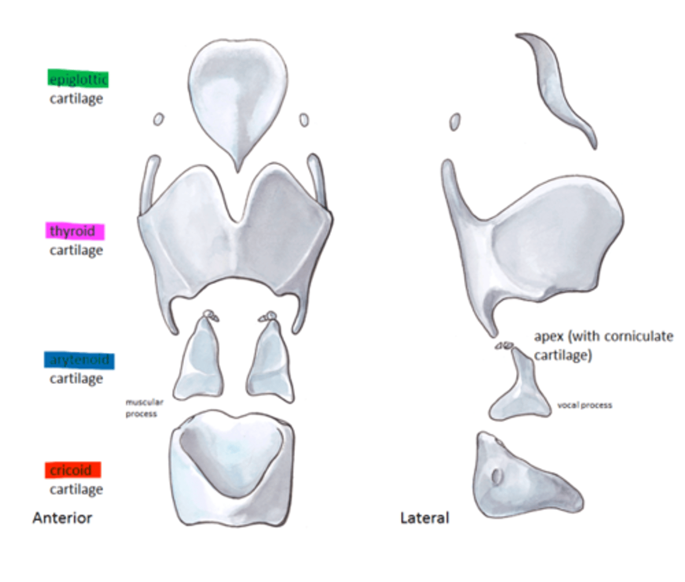 <p>- cricoid (1)</p><p>- thyroid (1)</p><p>- arytenoids (2)</p><p>- epiglottis (1)</p>