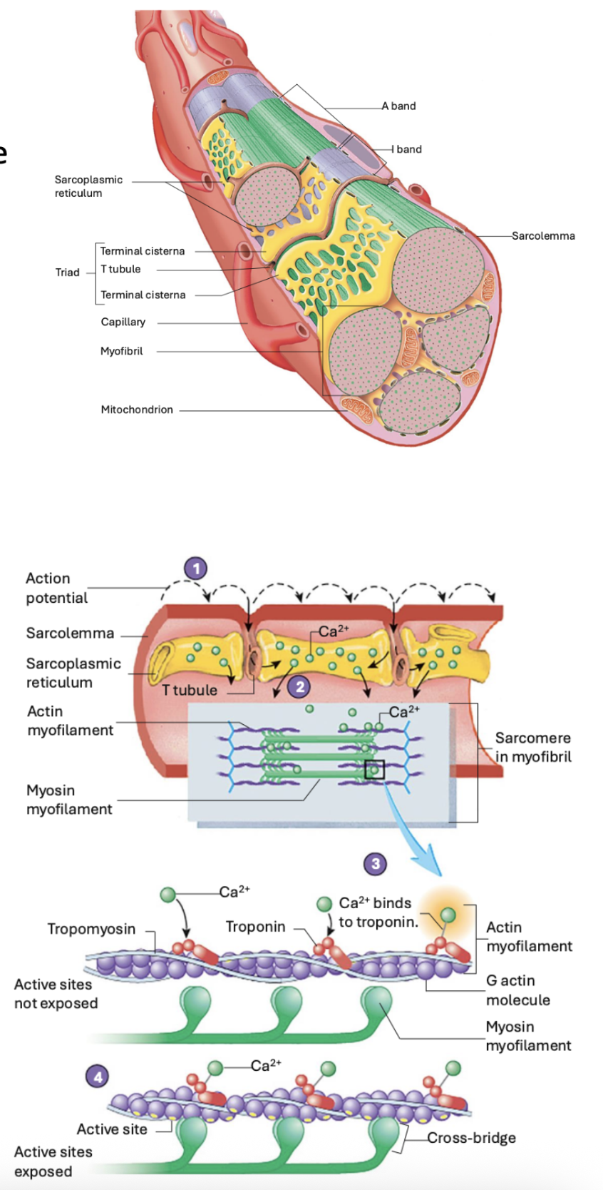 <p><span><strong><span>Before the cross-bridge cycling process occurs </span></strong></span></p><p><span style="background-color: transparent;"><em><span>Triad</span></em><span>: </span></span></p><ul><li><p><span style="background-color: transparent;"><span>Forms @ regular repeating intervals along length of muscle fibers </span></span></p></li><li><p><span style="background-color: transparent;"><span>Occurs in regions where actin and myosin overlaps </span></span></p></li><li><p><span style="background-color: transparent;"><span>2 triads per sarcomere (bc there's 2 regions where actin is able to overlap w myosin) </span></span></p></li></ul><p><br><span><strong><span>At RESTING: </span></strong></span></p><ul><li><p><span style="background-color: transparent;"><span>Terminal cistern → has alot of Ca2+ stored </span></span></p></li><li><p><span style="background-color: transparent;"><span>Ca2+ released channels are closed (and stored in SR) </span></span></p><ul><li><p><span style="background-color: transparent;"><span>⤷ ∴ troponin in resting state (holding tropomyosin over active site on actin) </span></span></p></li></ul></li></ul><p><br><span><strong><span>At CONTRACTION: </span></strong></span></p><ul><li><p><span style="background-color: transparent;"><span>Neuron signals MAP ⇒ moves along sarcolemma ⇒ when reached T-tubules ⇒ will drop down inside muscle fibers & move thru T-tubules </span></span></p></li><li><p><span style="background-color: transparent;"><span>As membrane potential changes, detected by Ca2+ released channel ⇒ ∴ will open and spill into sarcoplasm ⇒ diffuse into regions where actin and myosin myofilaments </span></span></p><ul><li><p><span style="background-color: transparent;"><span>⤷ Ca2+ binds onto troponin → shape changes → moves tropomyosin out of way → expose active site → myosin is able to bind onto actin myofilaments </span></span></p></li><li><p><span style="background-color: transparent;"><span>⤷ ∴ allow cross-bridge cycling to begin </span></span></p></li></ul></li></ul><p></p>