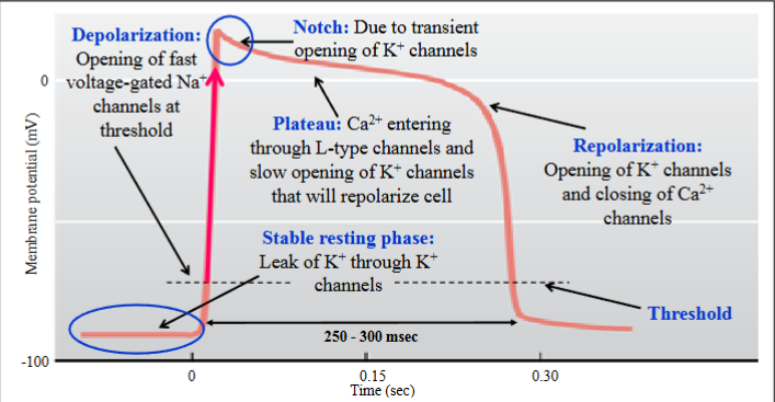 <ul><li><p><span style="color: rgb(0, 0, 0);"><span>K+ conductances involved in the resting phase, the notch and the repolarization phase have varying properties and involve different subsets of K+ channels; simply know that various K+ channels are involved</span></span></p></li><li><p><span style="color: rgb(0, 0, 0);"><span>Duration of the action potential is ~ 250 to 300 ms, due to the long plateau phase</span></span></p></li><li><p><span style="color: rgb(0, 0, 0);"><span>This affects the duration of the refractory period</span></span></p></li><li><p><span style="color: rgb(0, 0, 0);"><span>This fast-type action potential is also found in the atrial contractile cells (atrial myocardium)</span></span></p></li></ul><p></p>